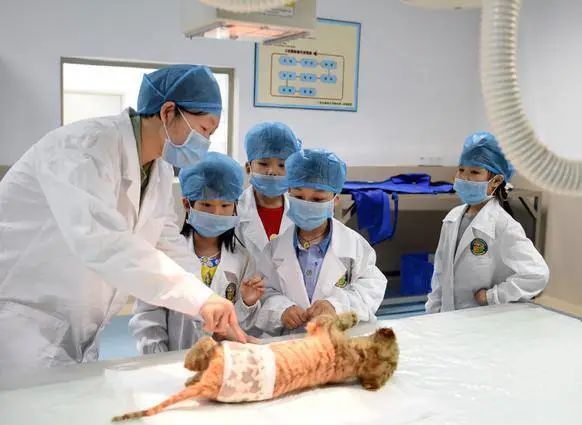 春节广州长隆野生动物世界攻略,广州长隆野生动物世界旅游攻略