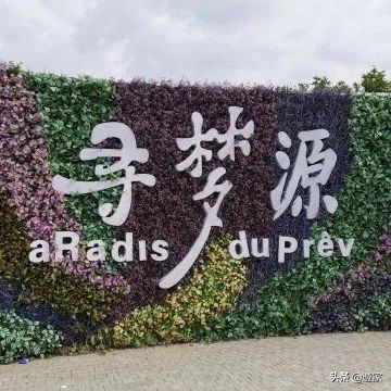 又到了薰衣草盛开的季节,上海市薰衣草花海