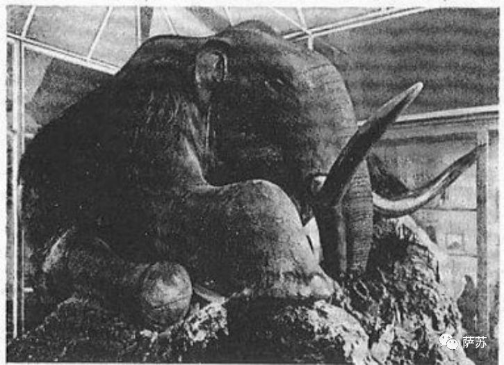 猛犸象灭绝是人类导致的吗,猛犸象灭绝原因的推测有几点