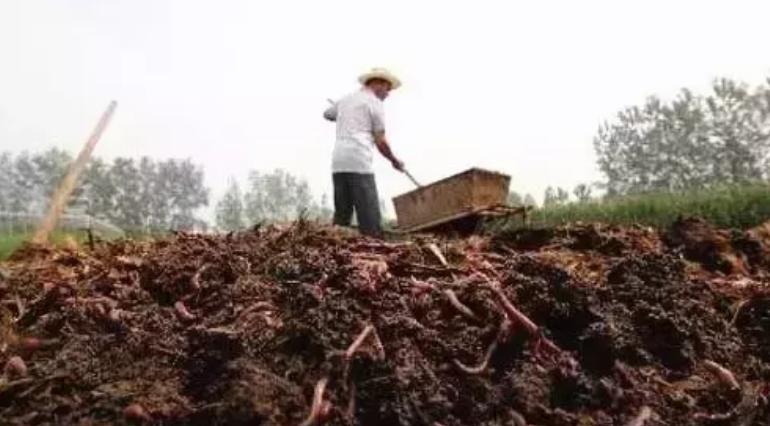 牛粪养殖蚯蚓技术视频教程,牛粪蚯蚓养殖合法