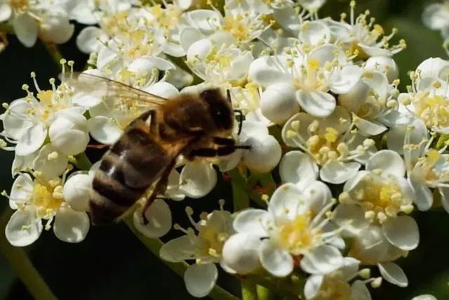 为什么不反感石楠花的味道,石楠花为什么是生命的味道