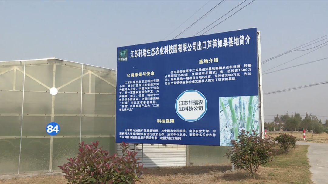 如皋城北街道野林村芦笋现状,芦笋产业乡村振兴