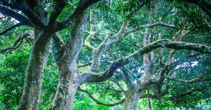 永恒的蓝中文,永恒的蓝歌曲