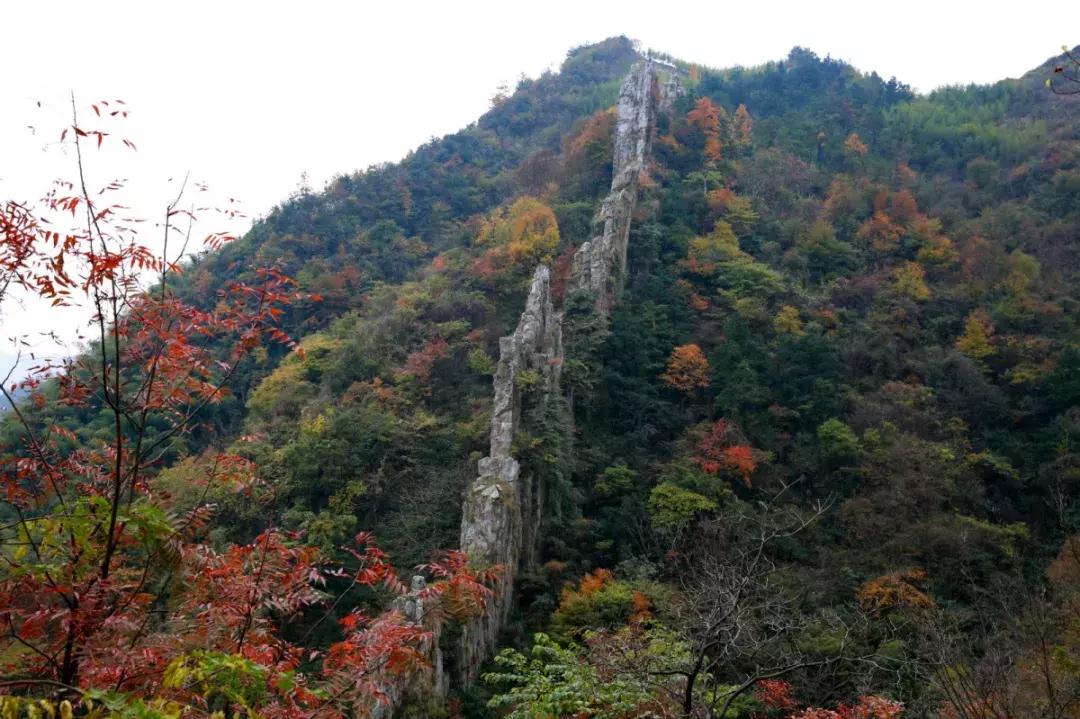 最美银杏秋景自驾攻略,杭州银杏树旅游攻略