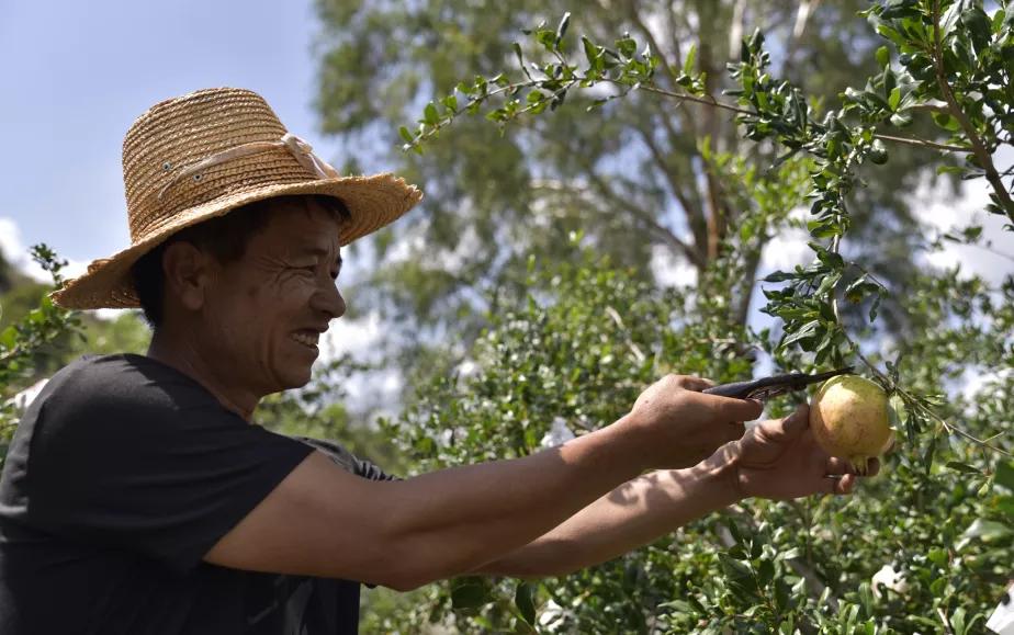 突尼斯软籽石榴可以喝的石榴,突尼斯软籽石榴和雅诗兰黛