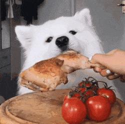 不掉毛体味小不乱叫的小型狗,干净体味轻没攻击性的狗