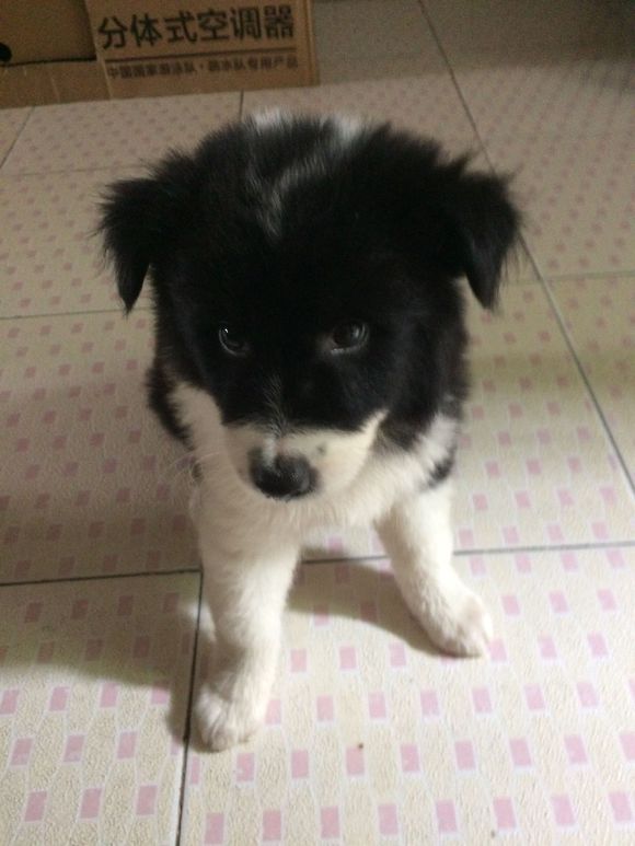 网友表示自己500入了边牧的坑，我看了眼，这个坑还不浅！