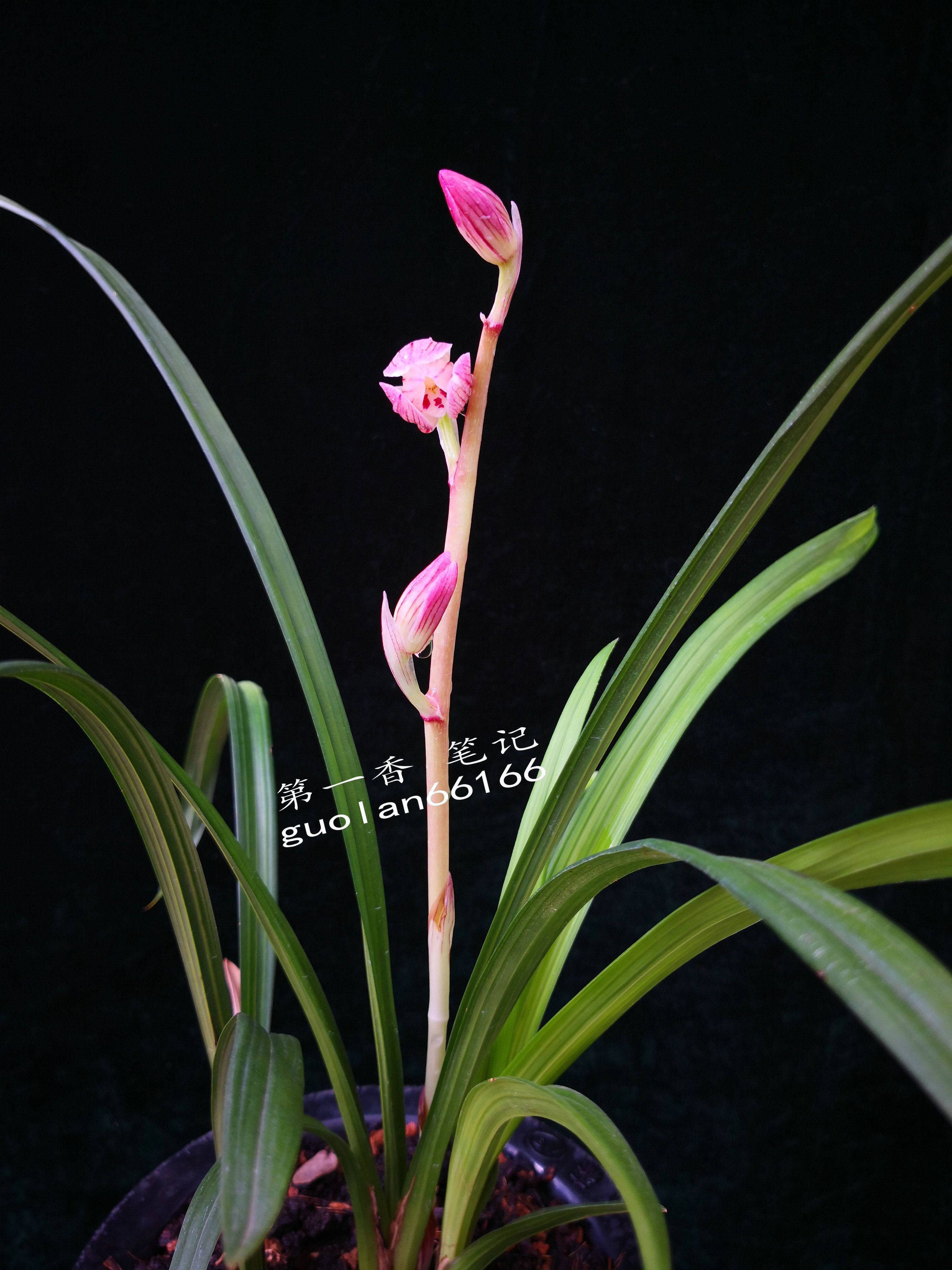 586：西南部兰市热火朝天-莲瓣兰大众化铭品交易量迅猛