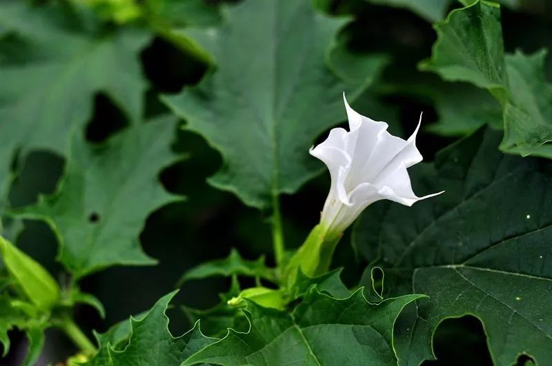 皮肤痒忌口食物一览表,皮肤瘙痒吃啥菜消炎