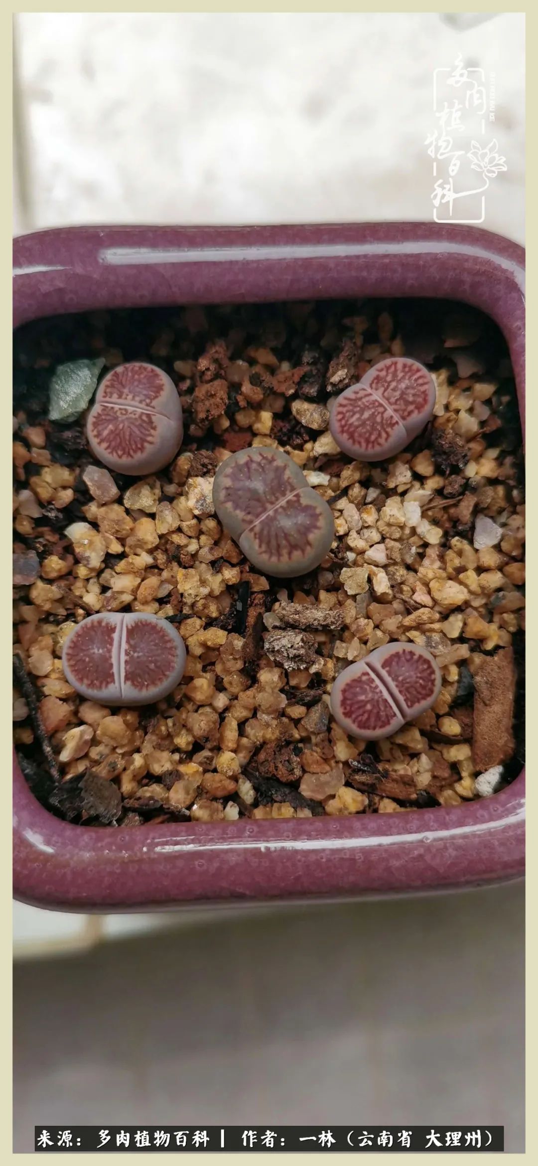 星光不问赶路人文案,时光不负有心人星光不负赶路人