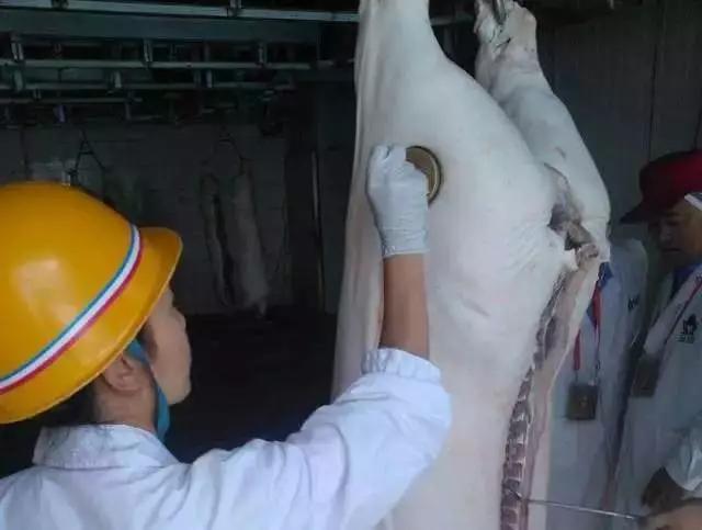 猪肉为什么盖章有蓝章,为什么猪肉都有印章