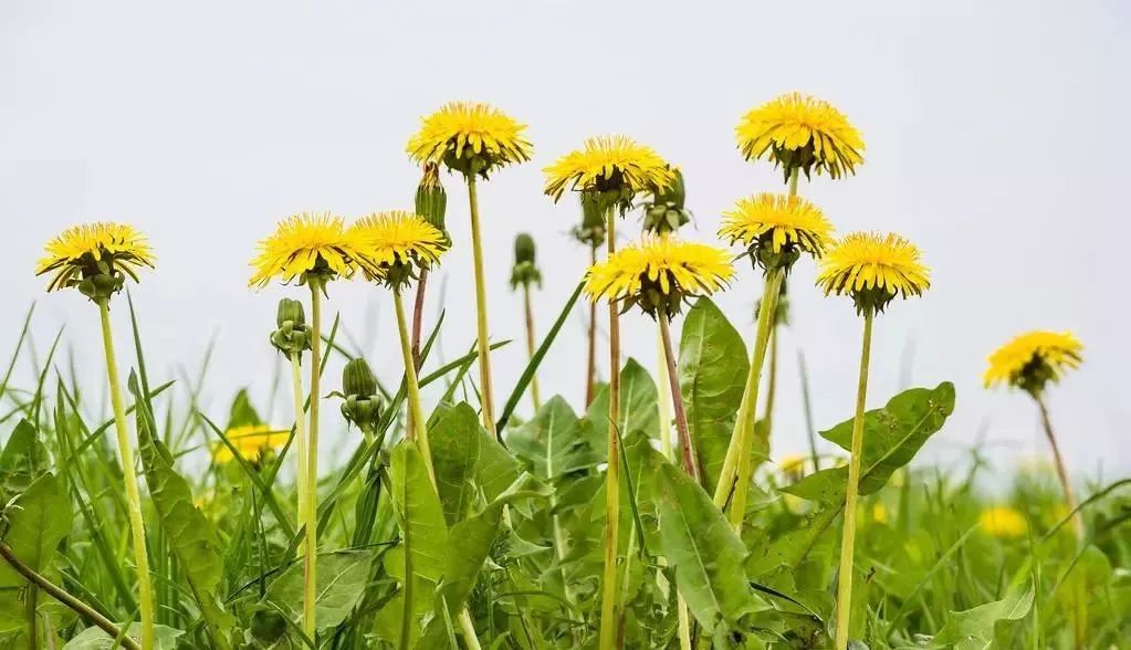 儿童画太阳与蒲公英图片,蒲公英怎么画儿童画