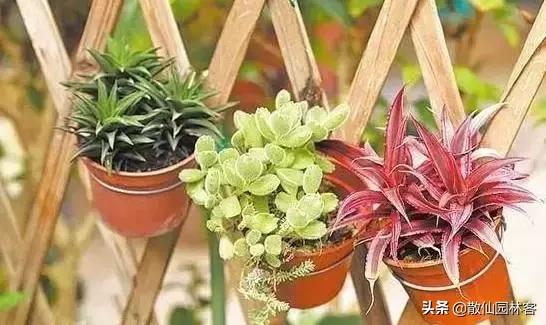 教你一些养花的小技巧大全,养花小诀窍学会了你也是养花高手