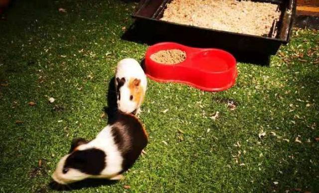 白鹿仓欢迎大家来白鹿仓观看直播,白鹿仓冰雪海洋旅游