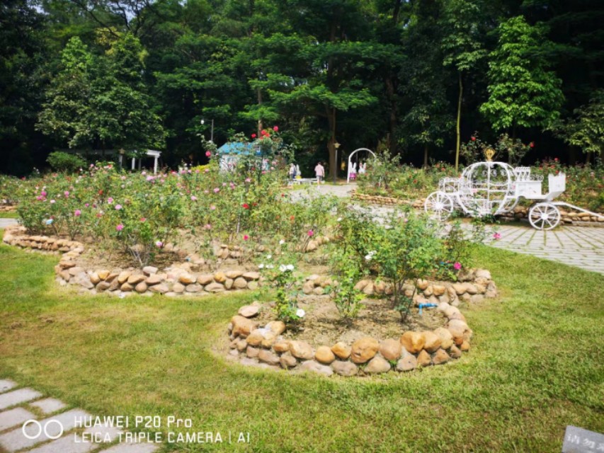 广州云台花园花展,广州云台花园咋样