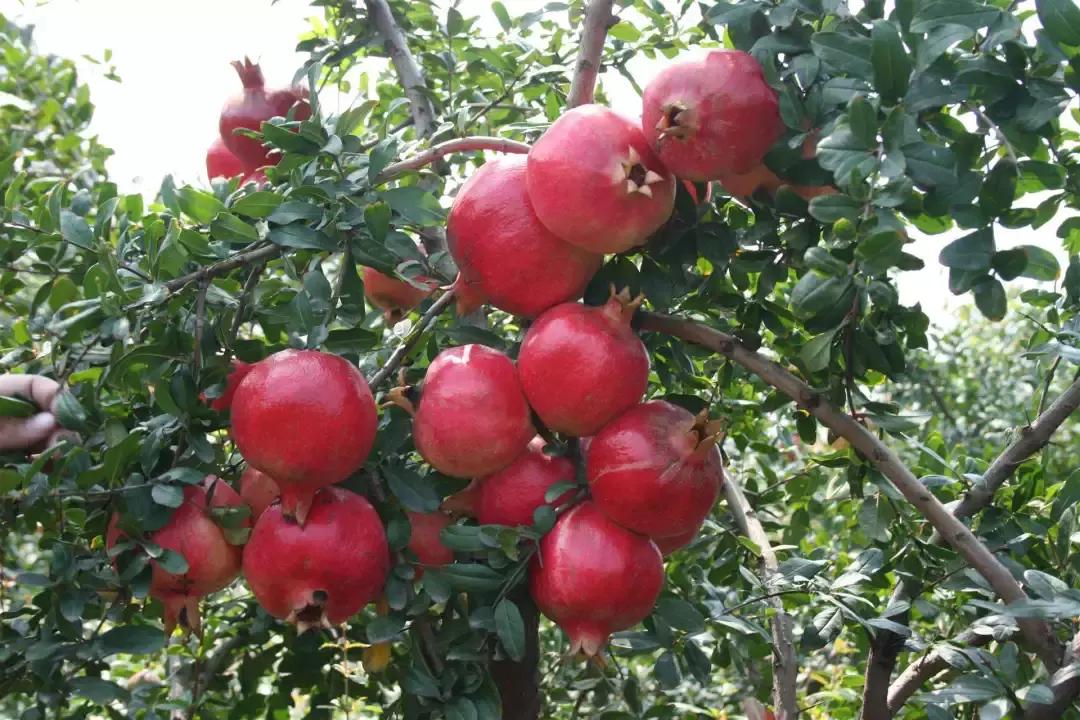 石榴树树干修剪视频,石榴树修剪枝条的方法