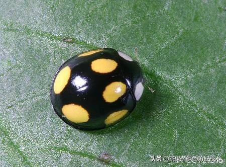 哪些瓢虫是益虫哪些瓢虫是害虫,瓢虫是害虫还是益虫怎么区分