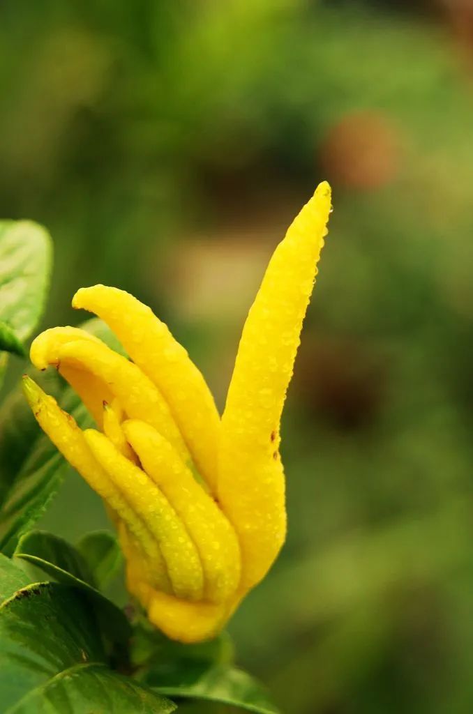 十种容易种的水果适合阳台种,这种水果南方大量种植