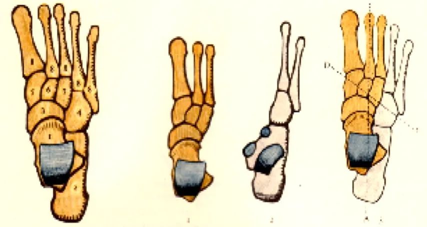 小腿正前方肌肉发达是为什么,小腿外侧发达