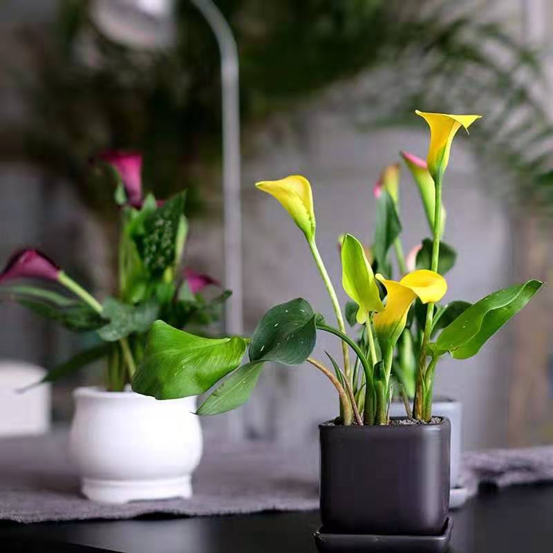 马蹄莲怎么养才能花开,马蹄莲花开了怎么处理