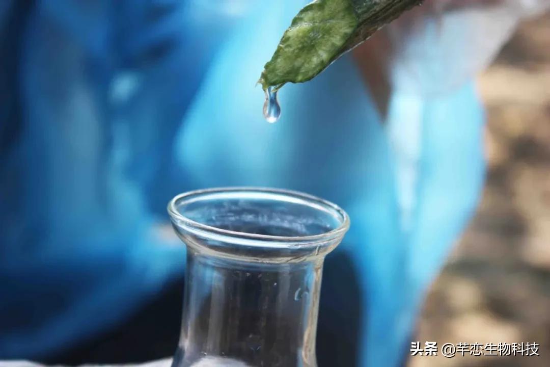 丝瓜水真有那么神奇吗,纯天然的丝瓜水有什么用处啊