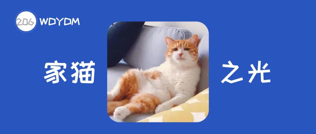 中华田园猫优点和缺点,中华田园猫有哪些品种