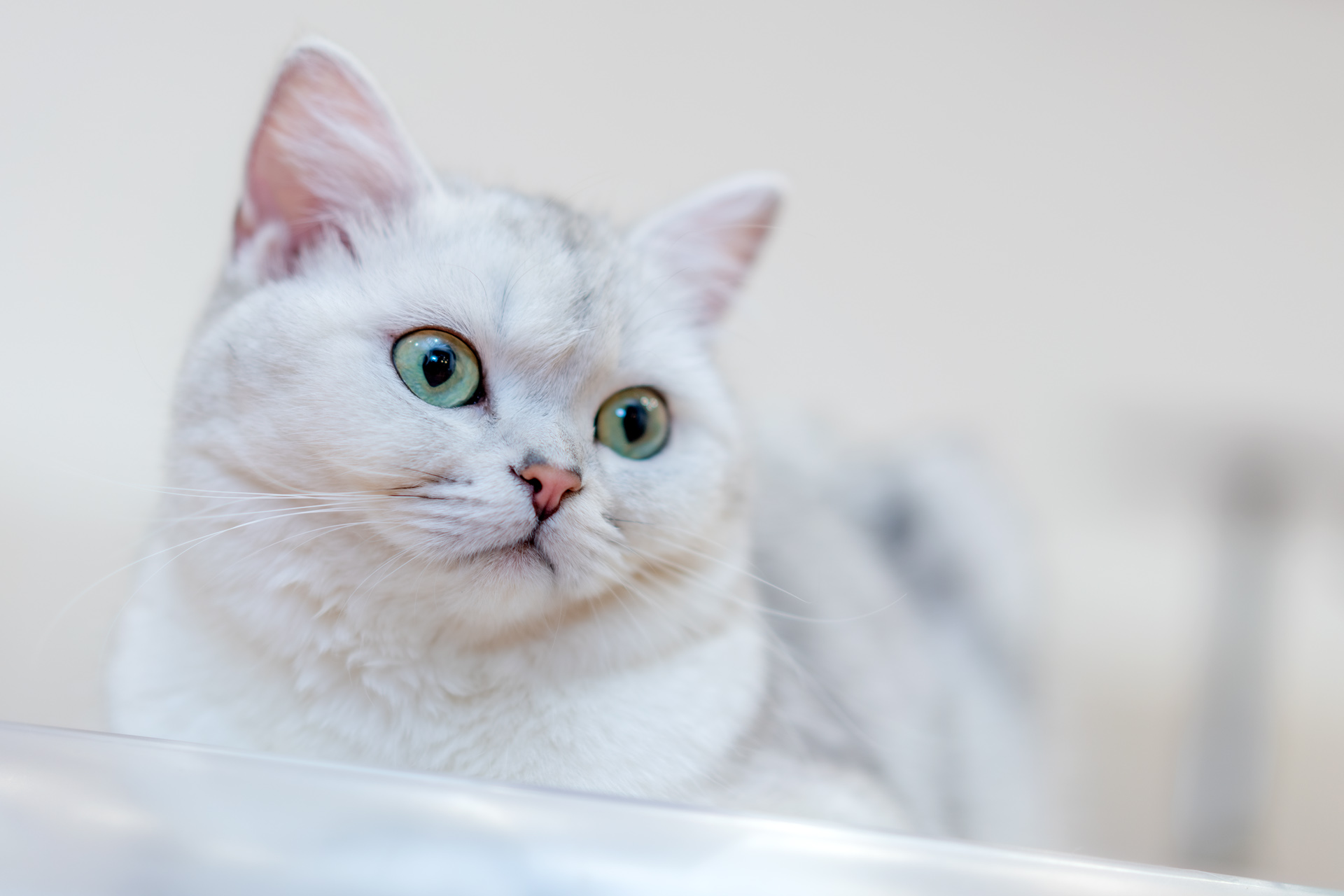 Sonnar（索纳）眼中的猫——索尼SonnarT*FE55mmF1.8ZA实拍体验