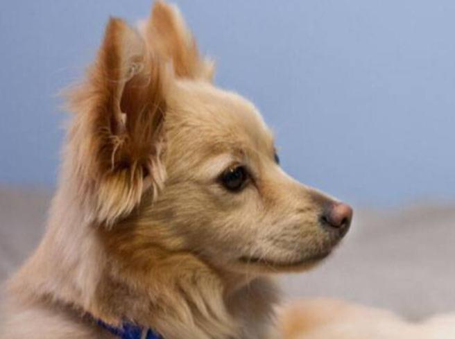 狗狗拉肚子怎么来评判是否严重,小狗拉肚子是不是吃得少导致的