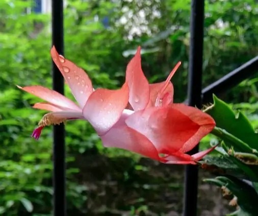 蟹爪兰一盆3个颜色,蟹爪兰100品种图片