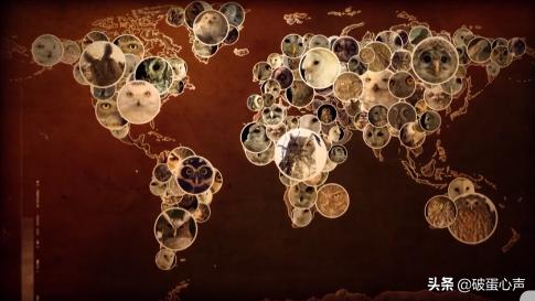 不期而遇：同猫头鹰的短暂邂逅，让我彻底爱上了这个小家伙