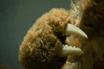 阳澄湖大闸蟹的特点怎么介绍,阳澄湖大闸蟹养成记