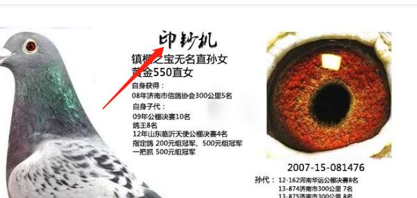 养鸽子属于玩物丧志吗,为什么说养鸽子毁一生