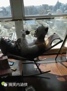 搞笑动图gif熊猫,搞笑动图gif微信表情包