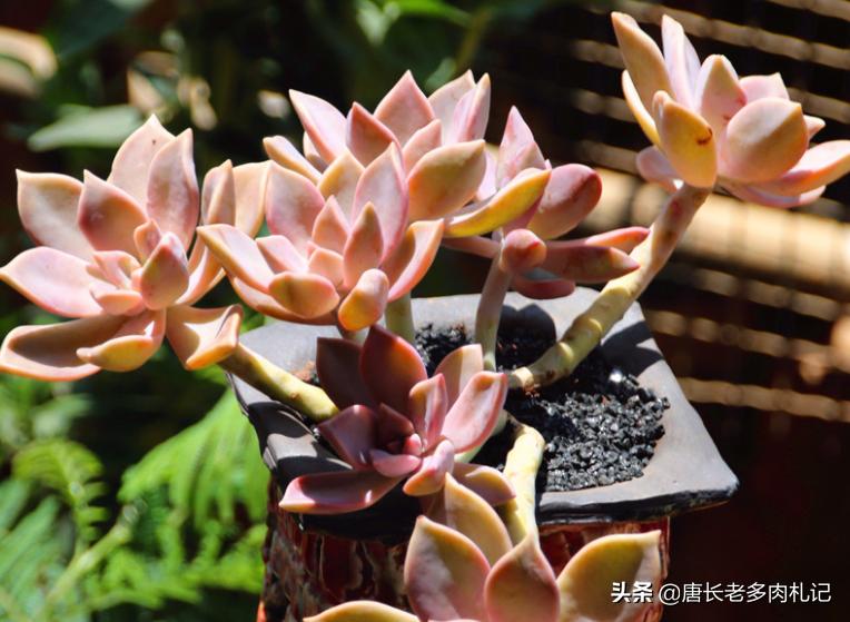 雾里看花——韩国初恋和韩彩莲身世成谜，它们会是同一种多肉吗？