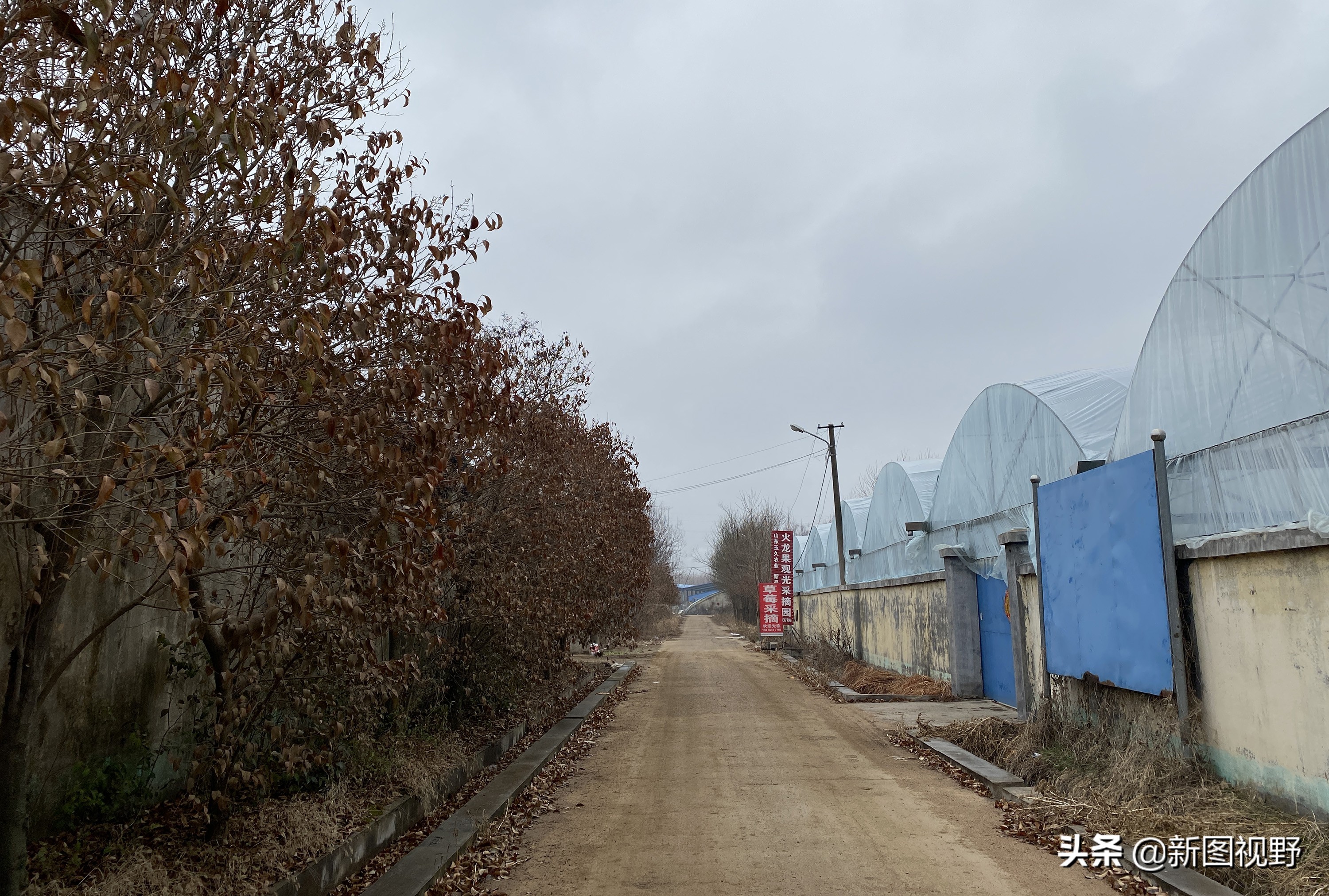 农村大哥吃火龙果,农村大哥种菜一年12万