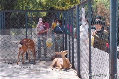 沈阳油菜花海旅游攻略,油菜花樱花打卡地
