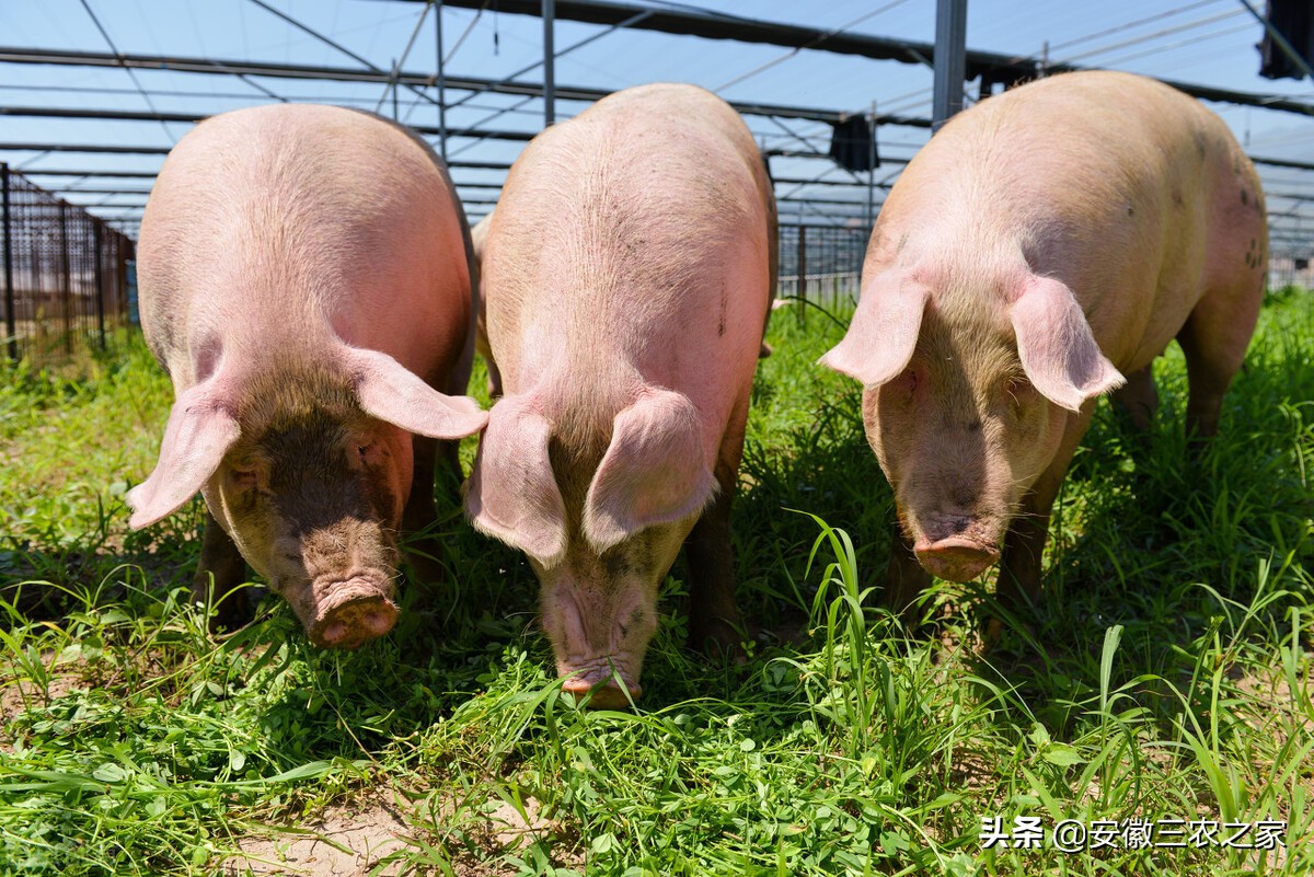 为什么养殖不赚钱还有很多人养,养殖到底能不能赚钱呢