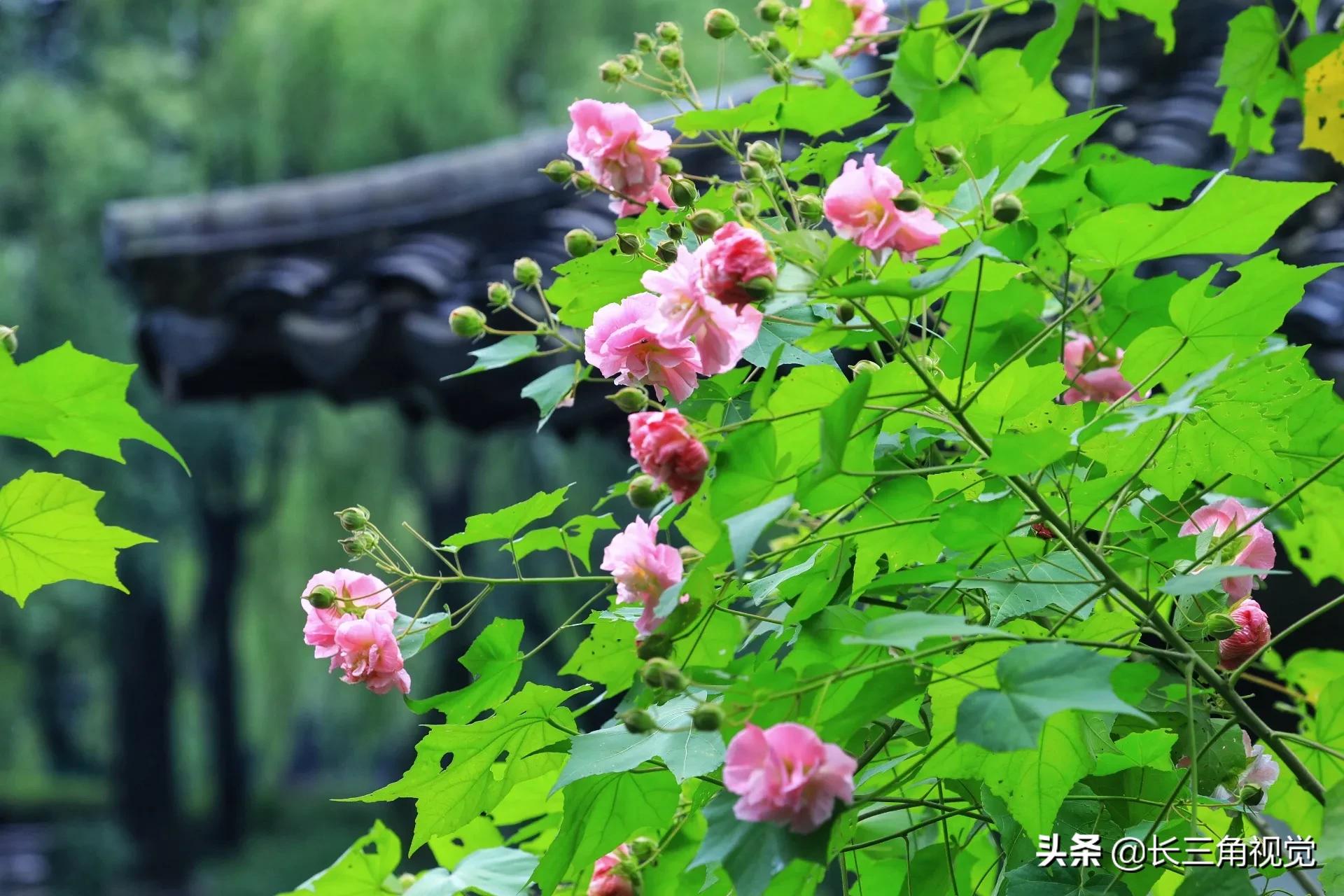 “断崖式”寒潮过后，湖州：晚秋芙蓉始盛开