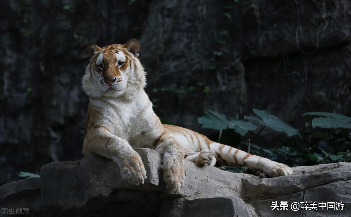 长隆野生动物园动物大巡游,长隆动物园动物视频