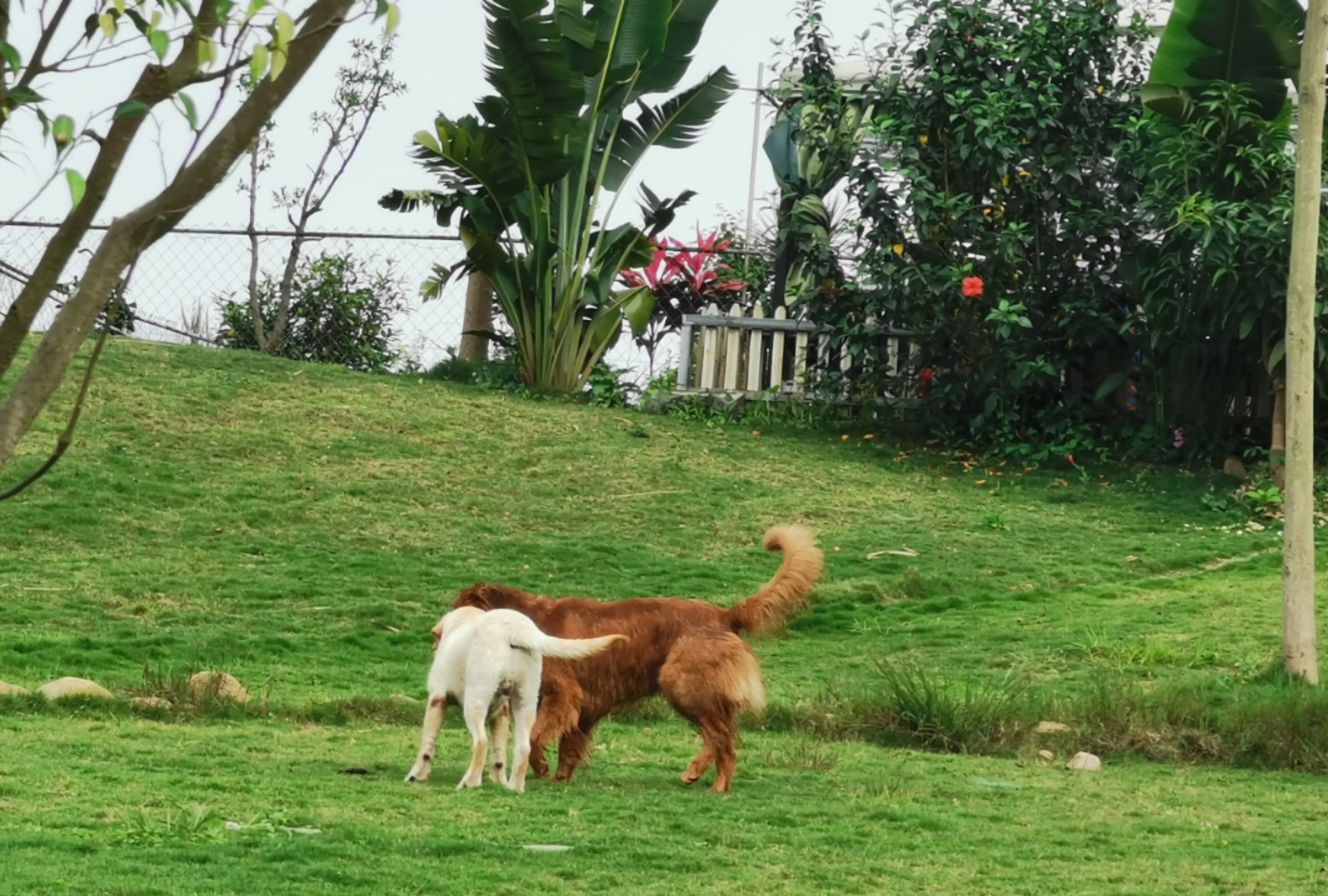 母狗发情期，狗主人记得要做好这3点，要不然哪天带球回家你别哭