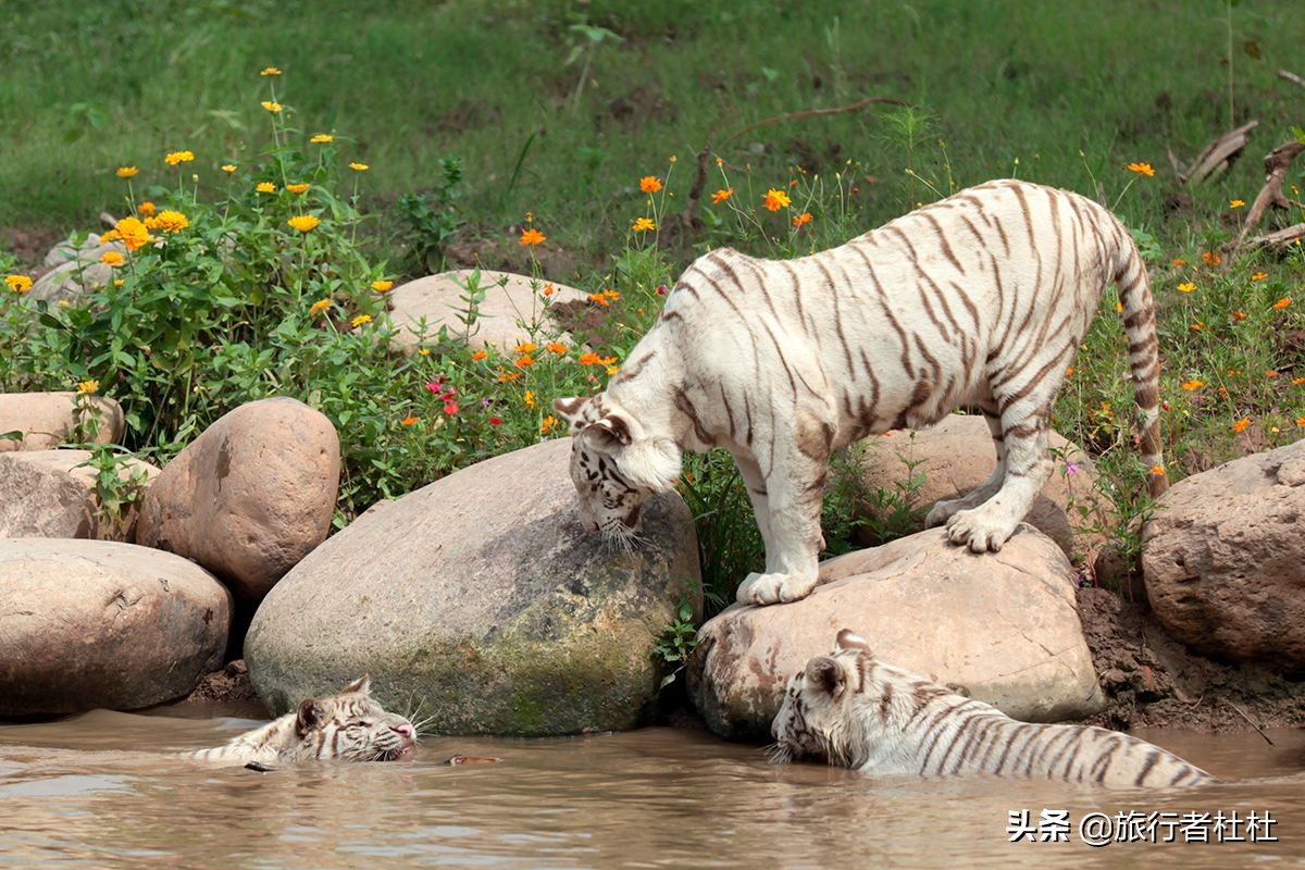 上海动物园5a景区,上海野生动物园和上海科技馆距离