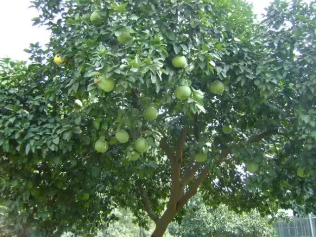 海南常见植物图解视频,海南的树木都有哪些名称
