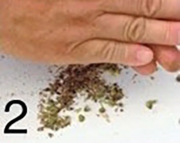 一场知识交换：你教我用罗勒做菜，我教你用盆种出罗勒