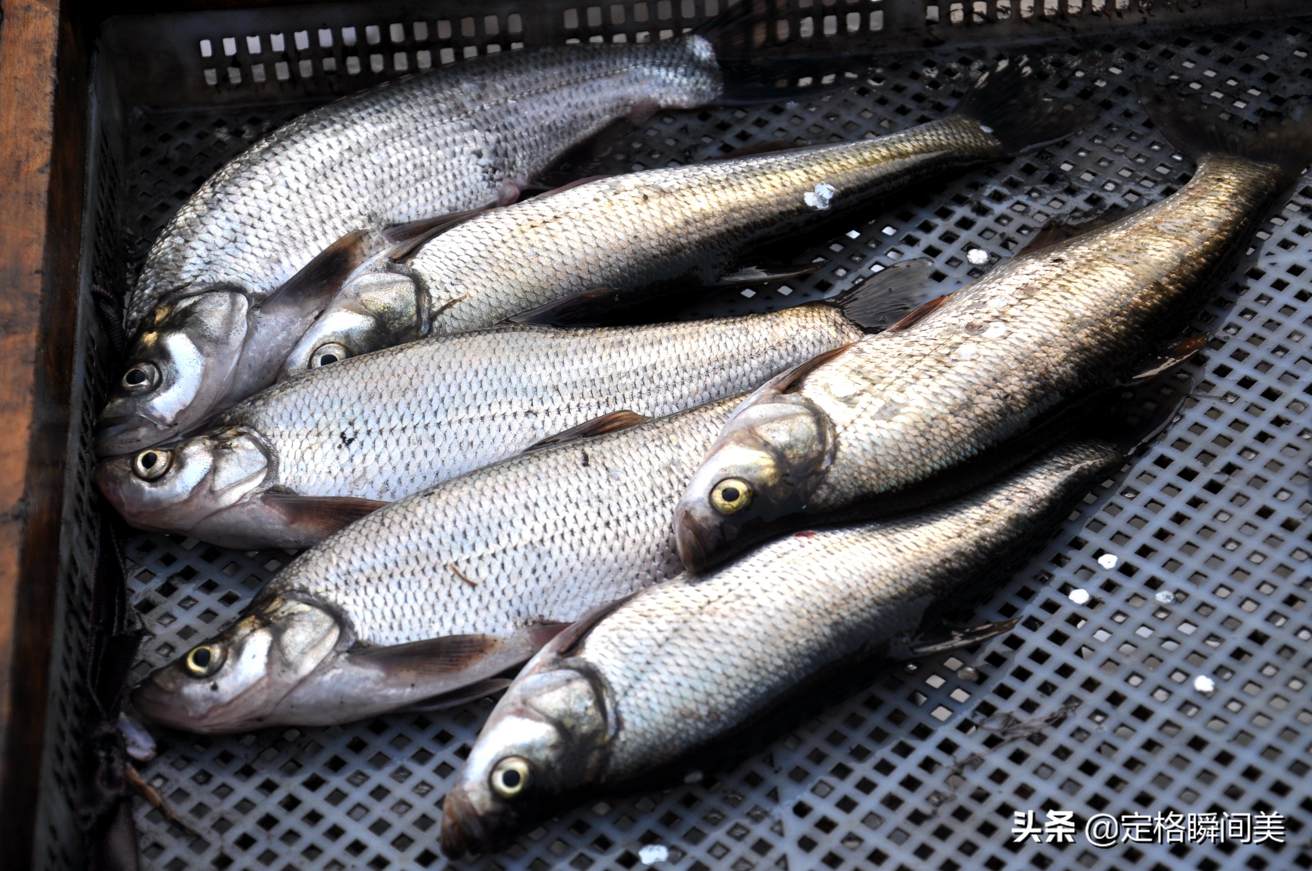 好养殖的海货,最新野生海货