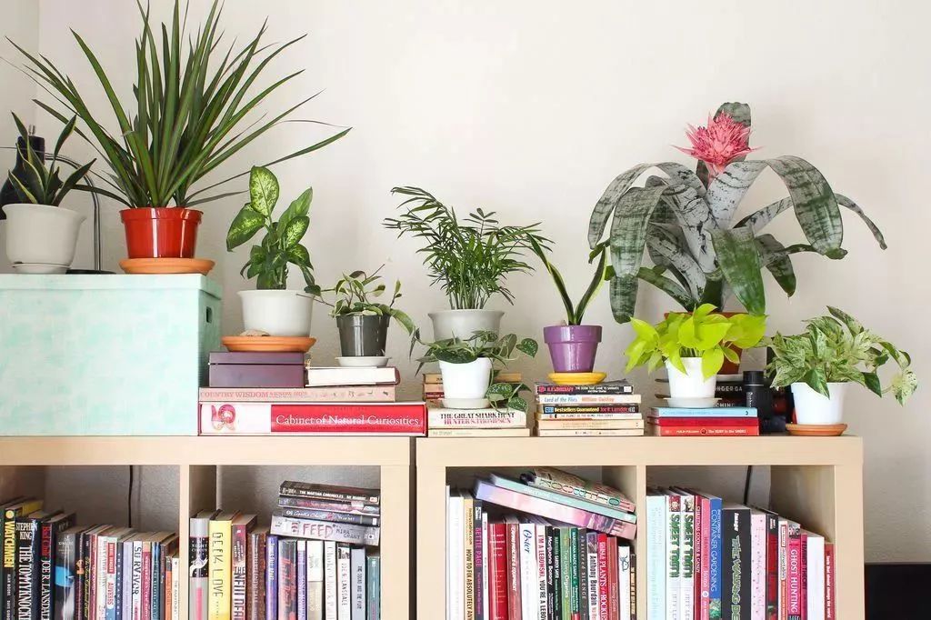 适合闷养的蕨类植物,彩色蕨类植物怎么养护