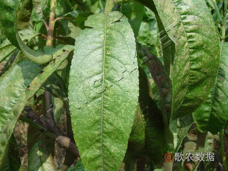 樱桃的常见病虫害及防治方法,樱桃虫害最佳防治方法