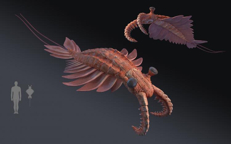 寒武纪生命大爆发与达尔文进化论,达尔文进化论被推翻的证据