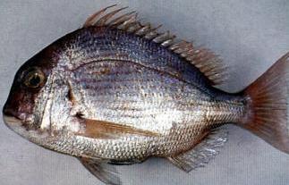 吃鱼翅犯法吗,吃鱼翅犯不犯法