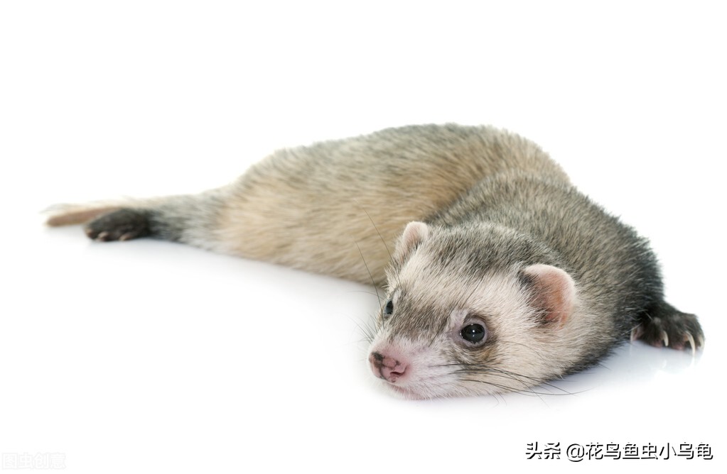 萌巢室内动物园有什么动物,室内游乐场适合养什么动物