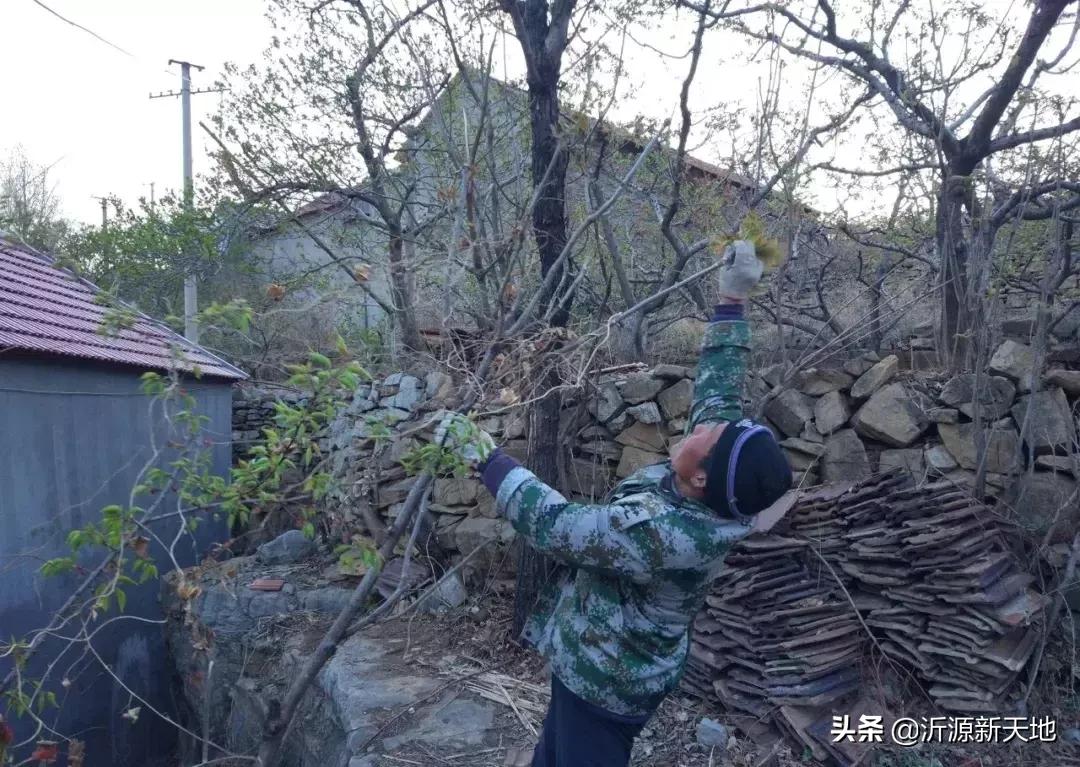 山东沂蒙山头茬香椿,香椿野菜